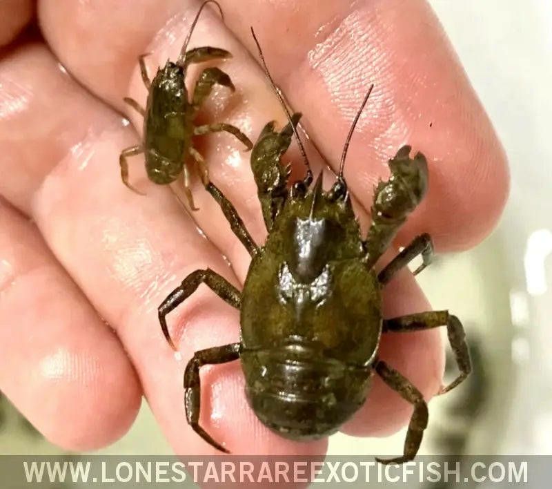Two Aegla on a person's hand. They are freshwater crab-like crustaceans with dark olive brown shells, short claws, and oval shaped bodies. Found in South America, also called pancoras