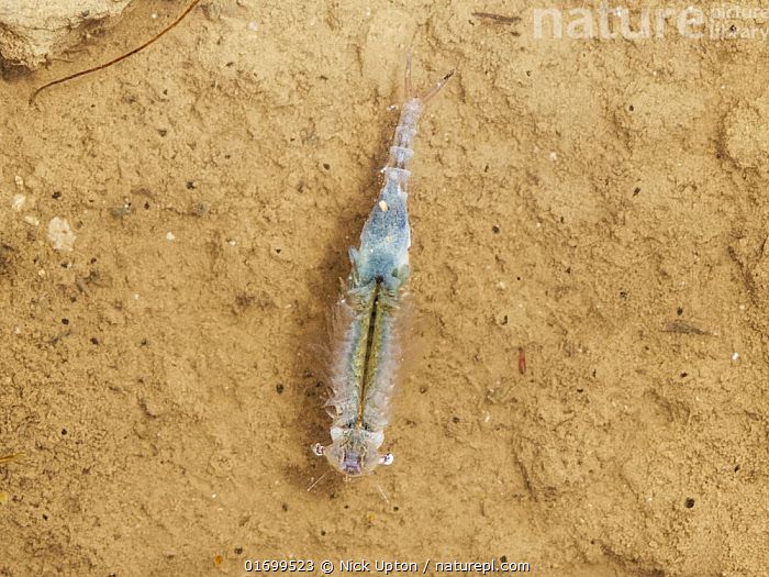 Chirocephalus diaphanus fairy shrimp is mostly light grey in color with a light blue brood pouch and large eyes