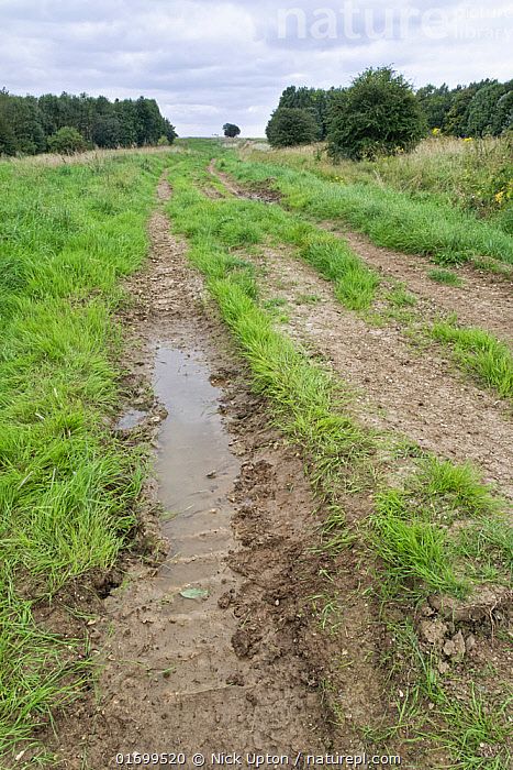 water-filled tank tracks in a dirt road in a meadow on a cloudy day