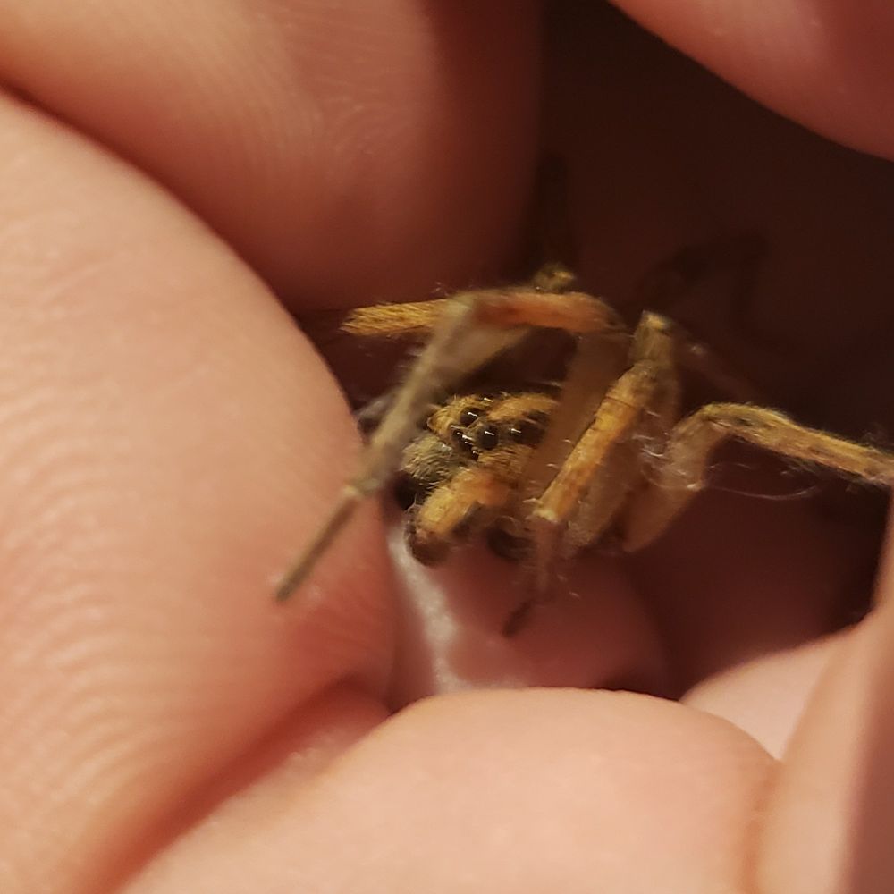Large brown wolf spider in my hand