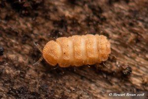 photo of a pauropod, which has no eyes and branched antennae. in the corner is the watermark: Stewart Bevan 2018