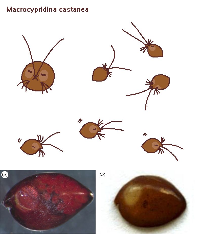 cartoonish drawings of macrocypridina ostracods - staring at the viewer, swimming sideways, underside view, followed by photographs of the live animal and of one of its shell valves.