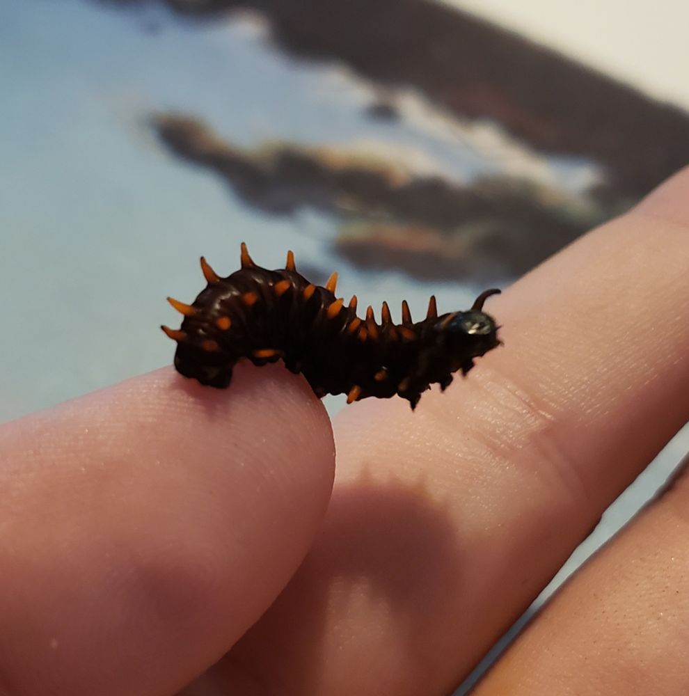 Black caterpillar with orange tubercles on my hand 