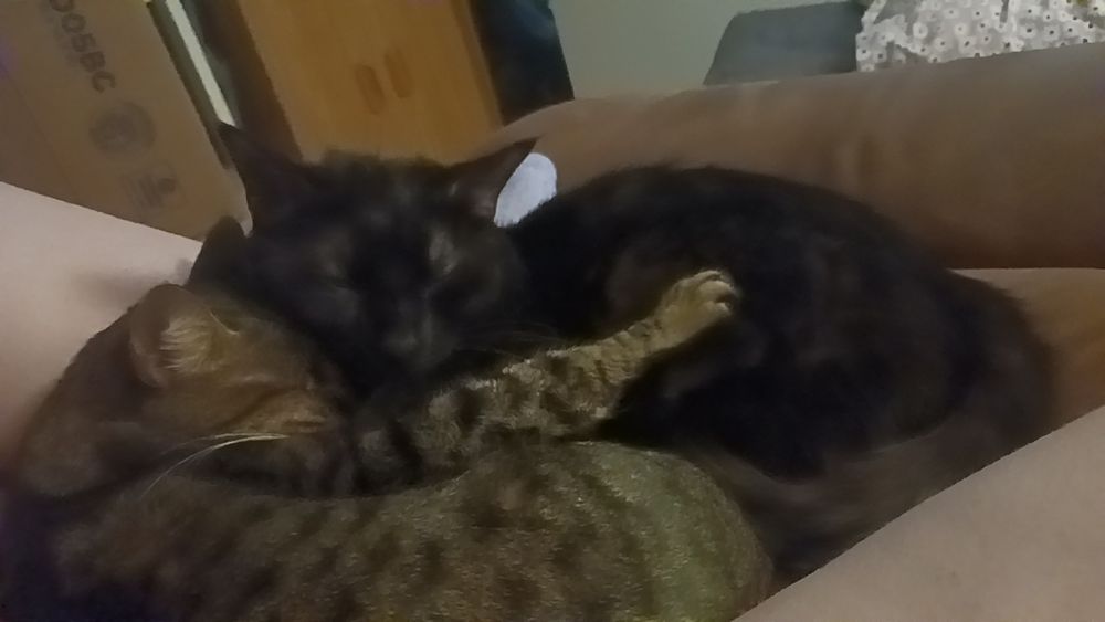 a low quality picture of a tabby cat and black cat cuddling between a white persons legs