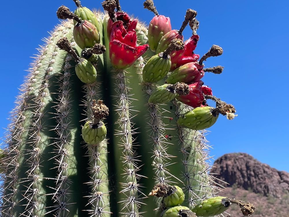 Saguaro fruits. 