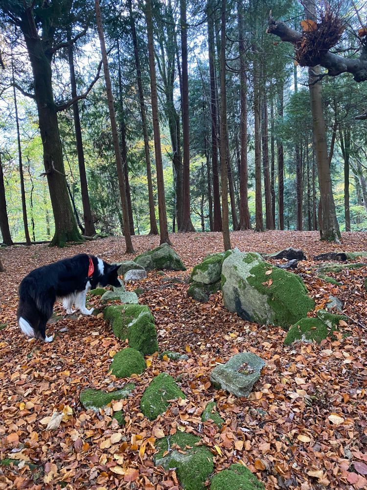 Border collie alongside stones of wedge tomb and trees