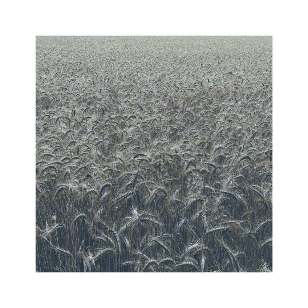 a black and white image of a field of corn, from near to far filling the whole frame