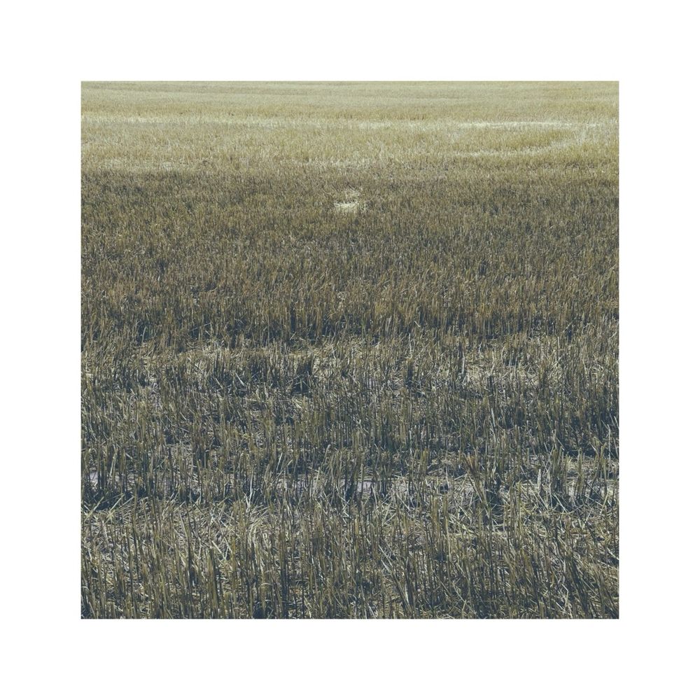 a muted square image of a field of corn that has been already harvested. short stubbles are all over the place. the remaining stubbles create a very rigid tone shift from dark and subdued tones at the bottom to lighter, almost golden tones at the top