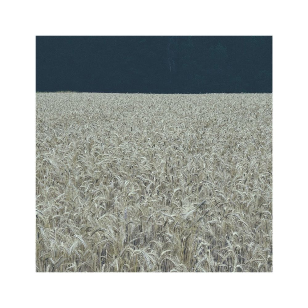 a very muted picture of a field of corn filling 2/3 of the lower part of the image. behind the field is a dark, almost black forest visible in the remaining 1/3 above the corn field. the colors are almost black and white, literally