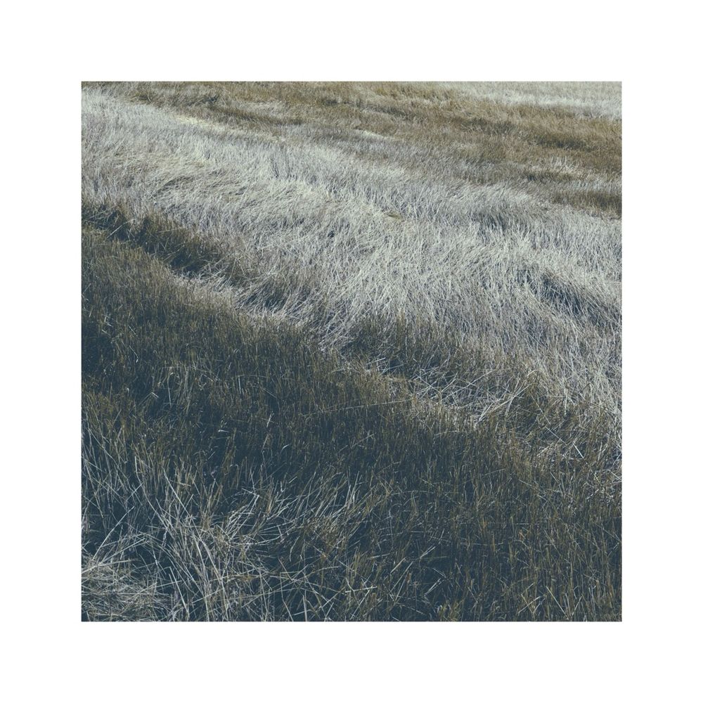 a muted square image of a field of corn that has been already harvested. short stubbles are all over the place. depending on the direction of the cut the leftover stubbles are reflecting the sunlight differently. a pattern of darker and lighter tones appears