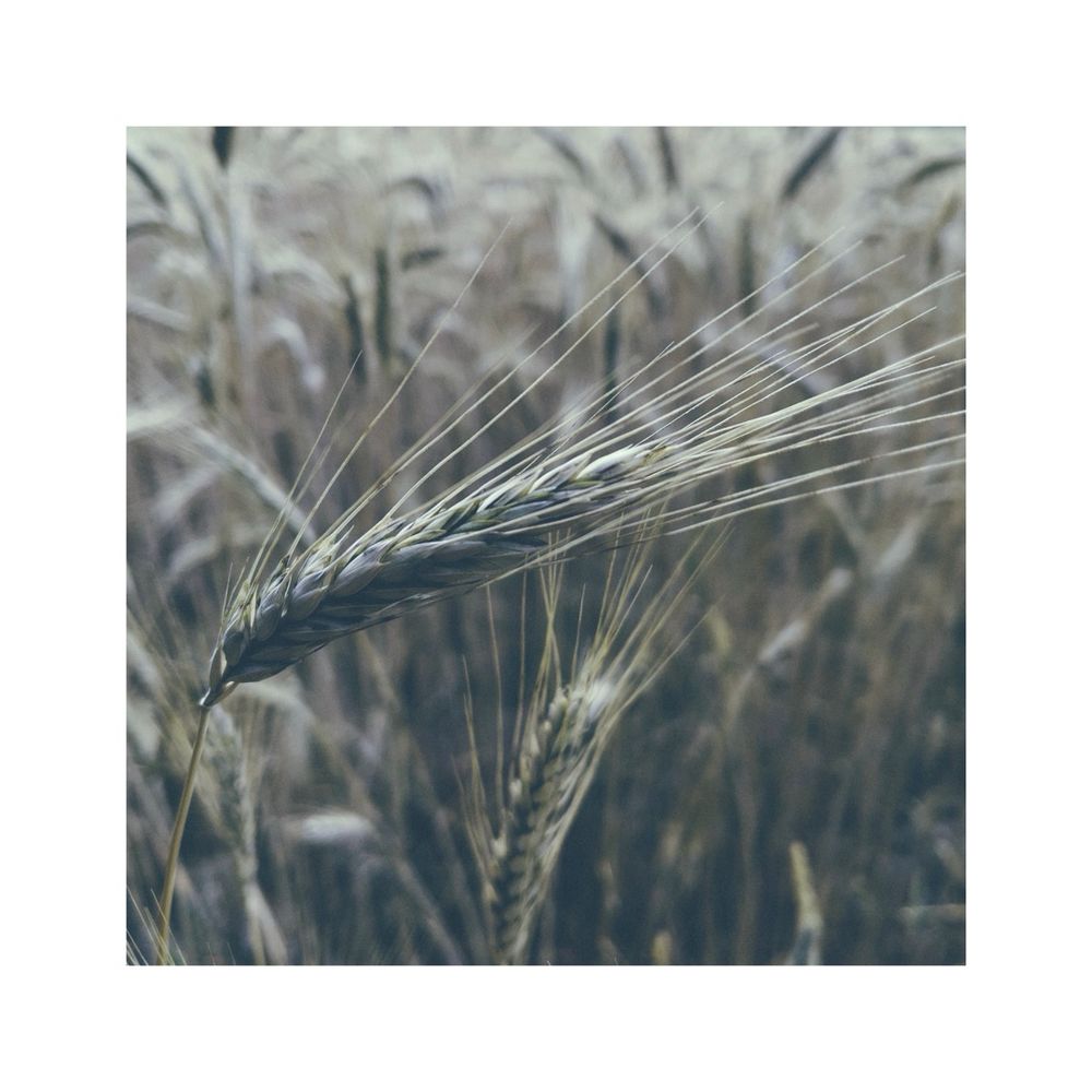 a muted square image looking closely at a field of corn. a single seed head is clearly visible, sharp and in focus