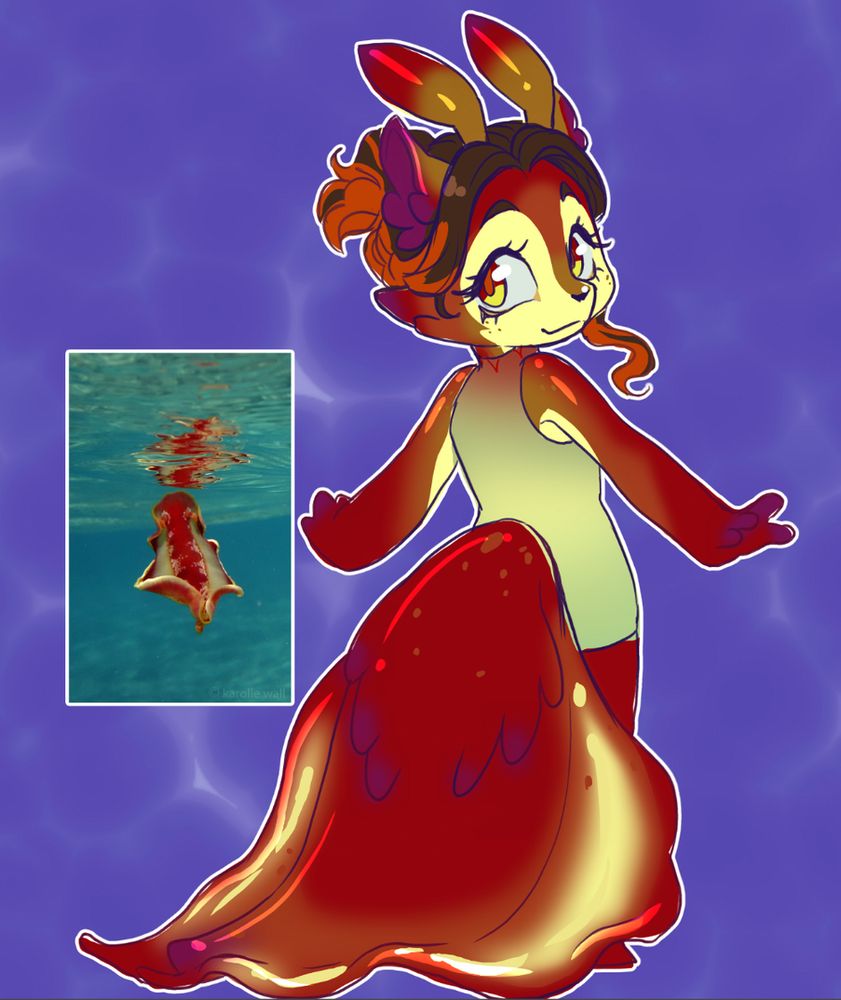 The Spanish dancer, scientific name Hexabranchus sanguineus, is a dorid nudibranch, a very large and colorful sea slug, a marine gastropod mollusk in the family Hexabranchidae.