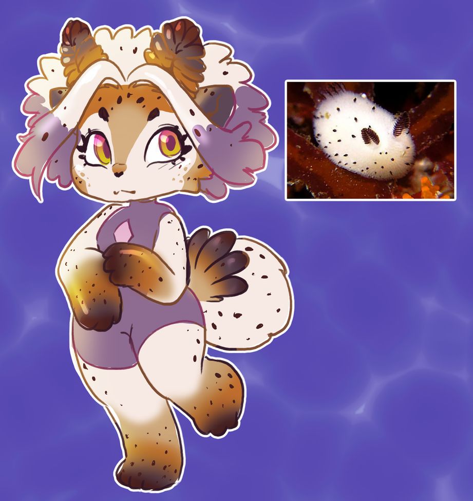 Jorunna parva, commonly known as the sea bunny, is a species of dorid nudibranch, a shell-less marine gastropod mollusc in the family Discodorididae. The species was first described by Kikutaro Baba. Its resemblance to a rabbit facilitated a surge in popularity on Twitter throughout Japan in 2015