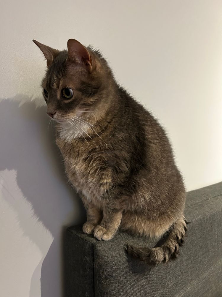 A grey brown tabby cat sitting on a headboard. He looks unusually small compared to normal... very polite though.