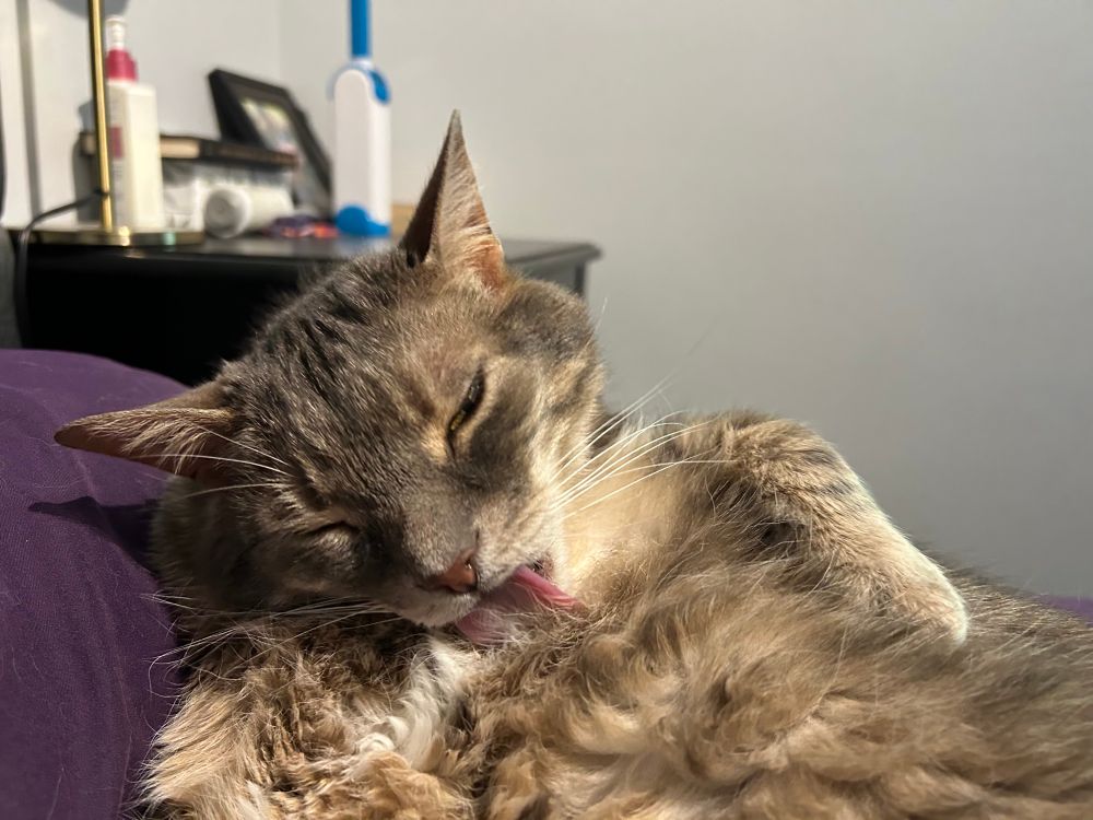 The same cat but now he's lying on the bed and licking his chest. Huge tongue out, eyes barely open, he's going to town. His arms look stupid too.