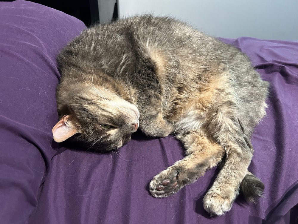 Same cat again, this time on the bed curled up in fetal position but with his back legs dangling down. He looks like some kind of kangaroo or wallaby.