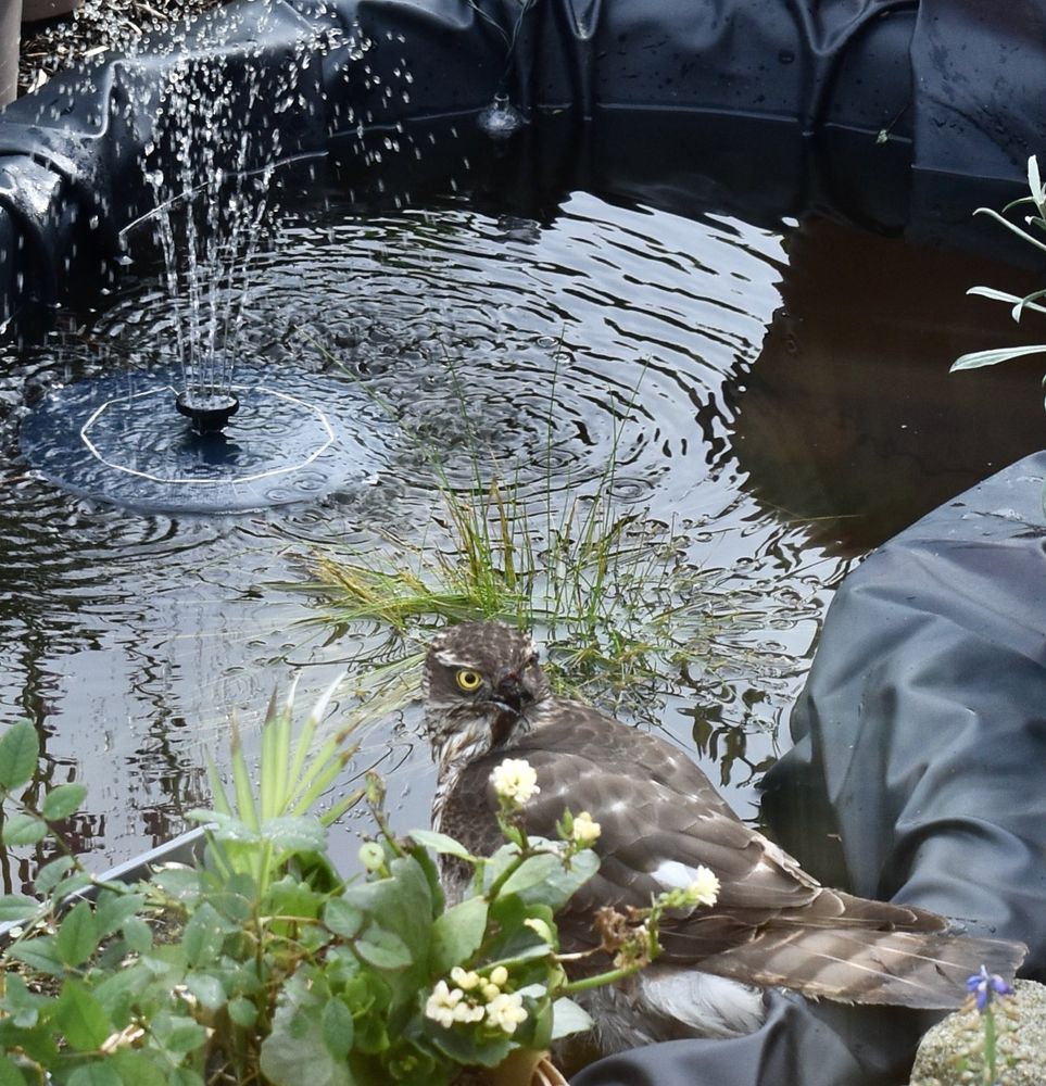 A ?peregrine falcon standing at the edge of a garden pond, with a small solar-powered fountain behind.
