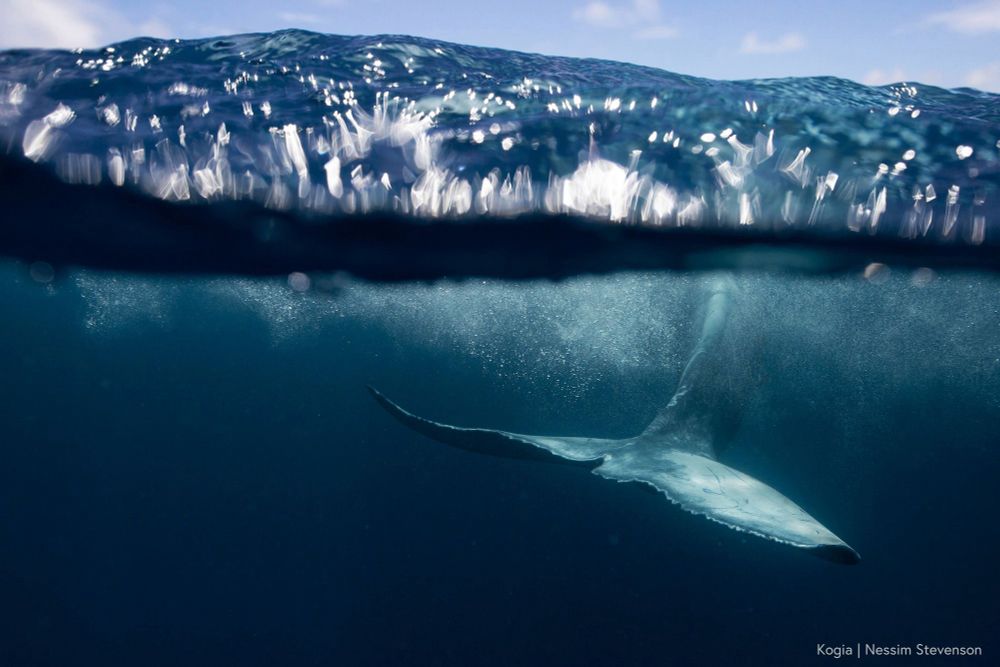 A whale tale is shown of a whale swimming through the ocean