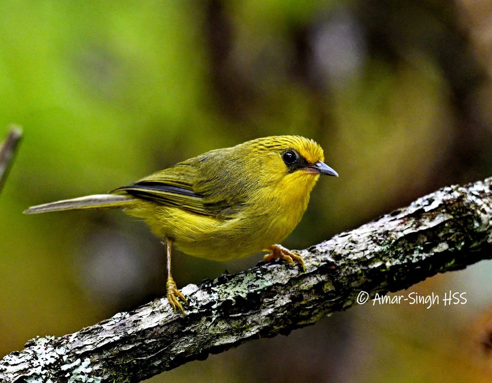 Golden small babbler with black half-mask and yellow underparts. 