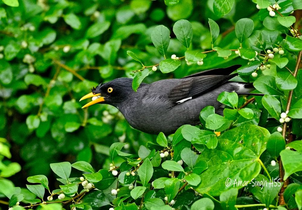 A bush with green leaves and many white fruit with one in the beak of the myna. 