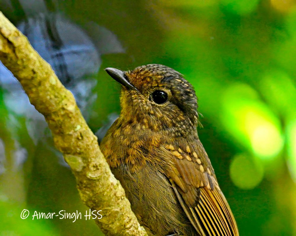 Shades of brown with mottling due to plumage change taking place. 
