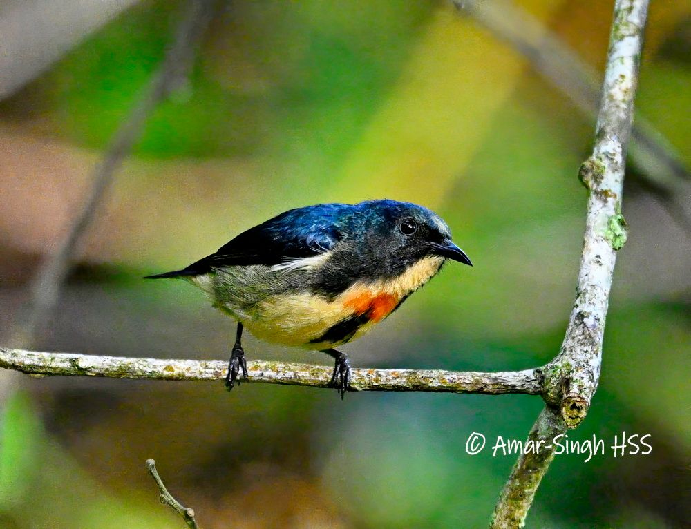 The males are dark blue above and pale buffish below, with a black stripe and brilliant red patch on the breast.