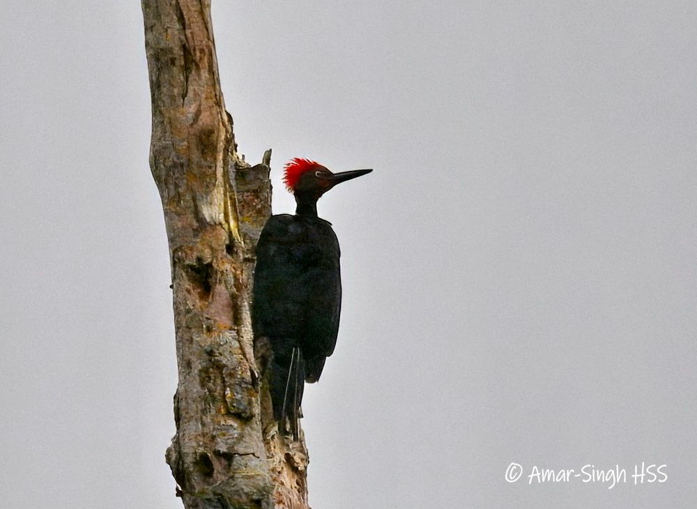 Large woodpecker with a red crown and black back. Long beak. 