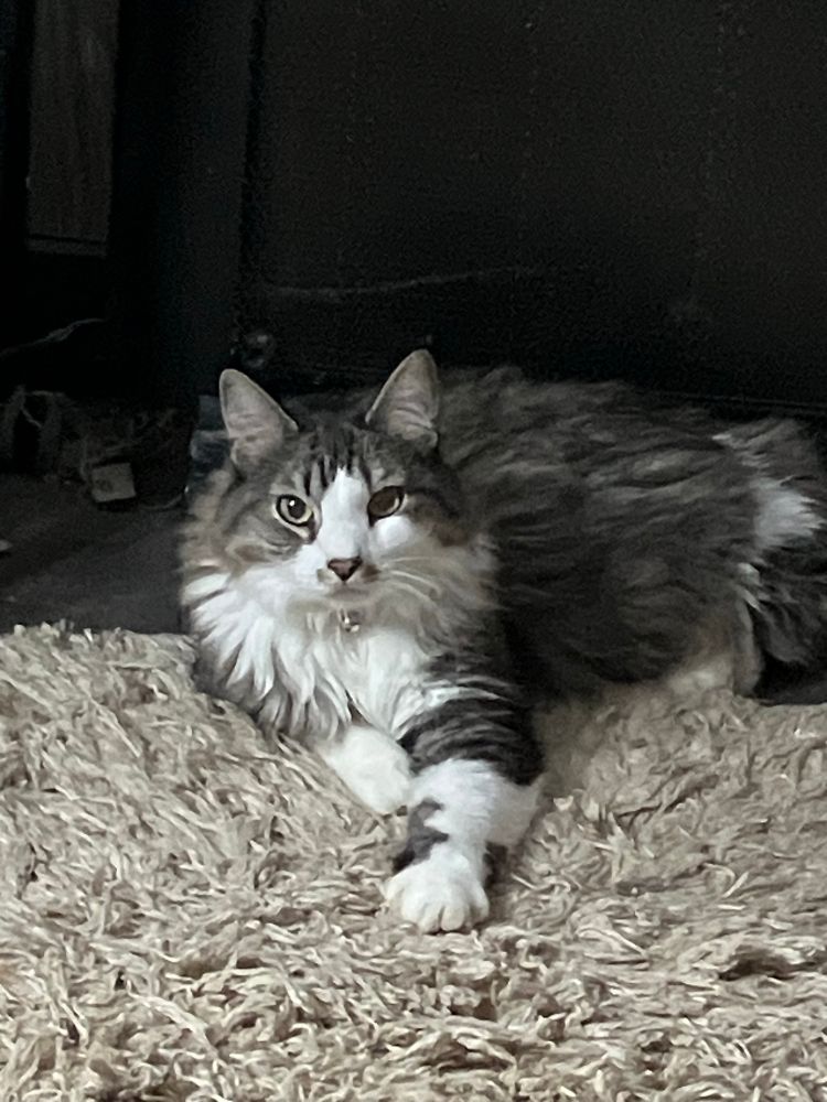 Issy the cat stretches out her arm in solidarity.