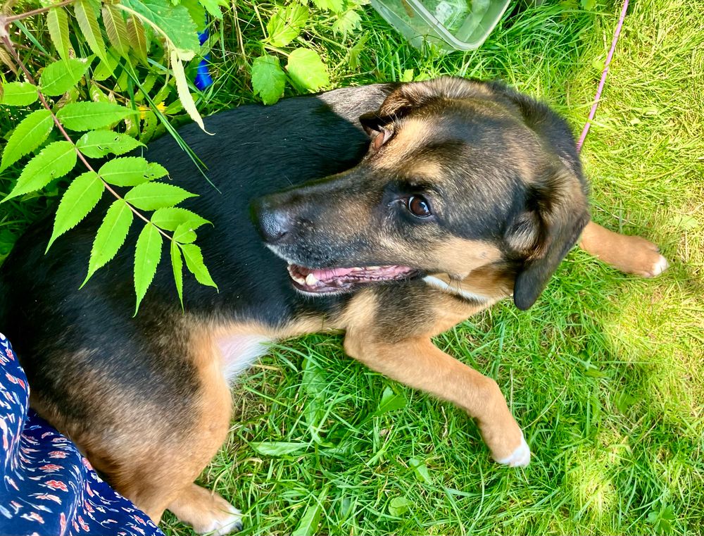 This doofus of a puppy is 12 years old. Half beagle, half GSD, her behavior is 100% hound. Pepper Dog.