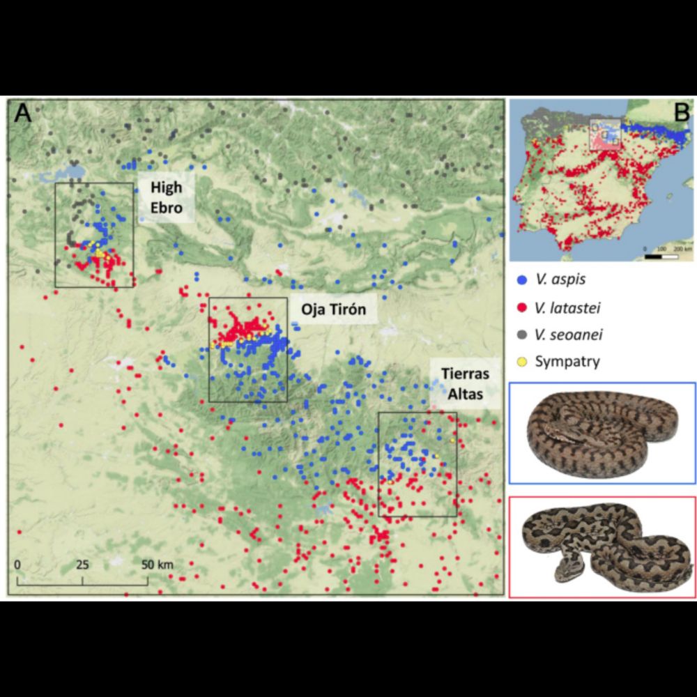 Local niches explain coexistence in environmentally-distinct contact zones between Western Mediterra...