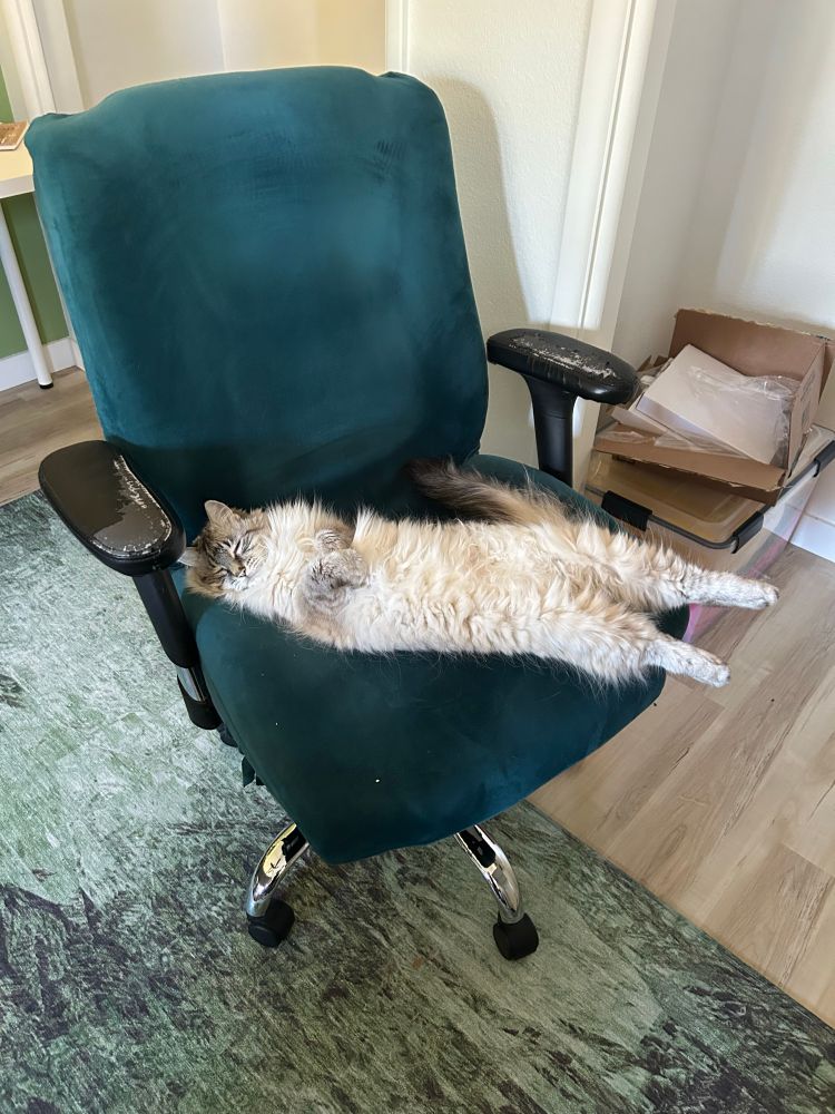 A fluffy white cat laying on a chair, she is on her back with her front paws tucked and her back legs extended so she looks very tall.