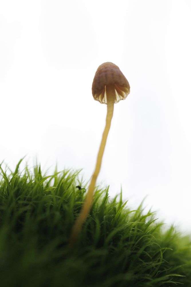 Photo of a tiny unidentified mushroom growing in lush green moss.