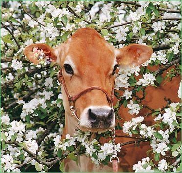 beautiful tan cow with eyeliner and white snout and eyeshadow and shes surrounded by blossoms oh so beautiful 