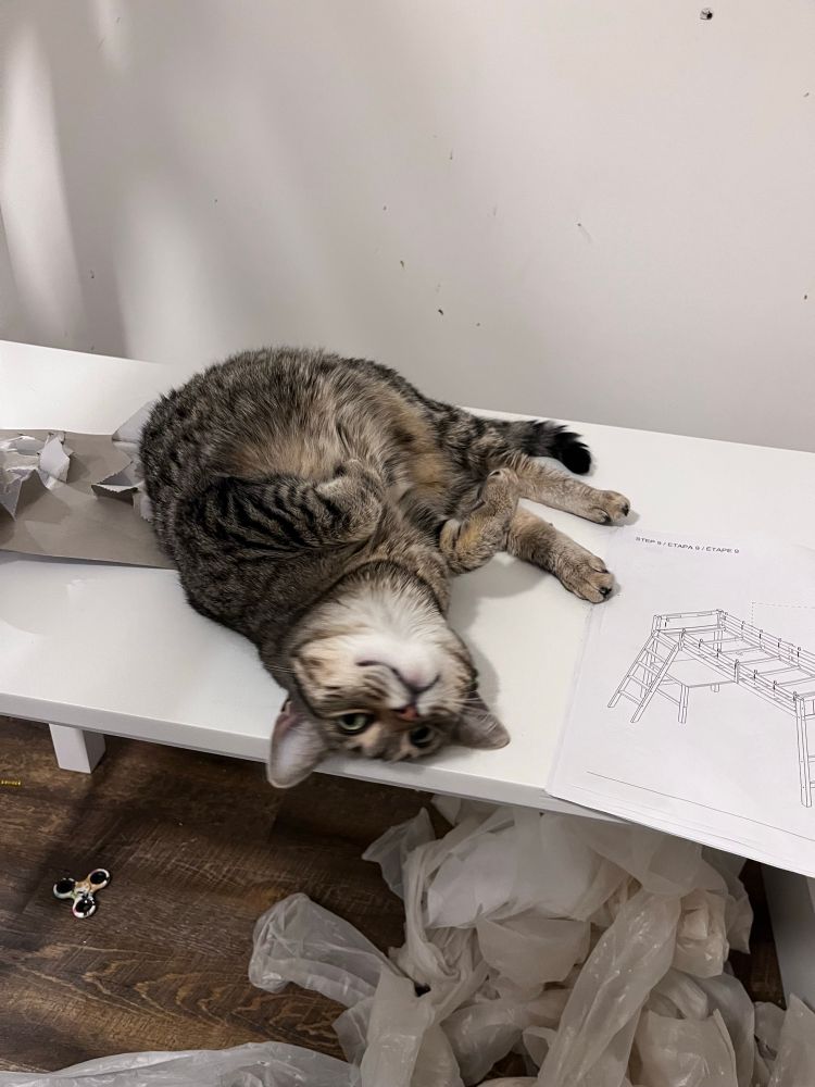 An upside down twisted brown tabby cat laying on a desk. 
