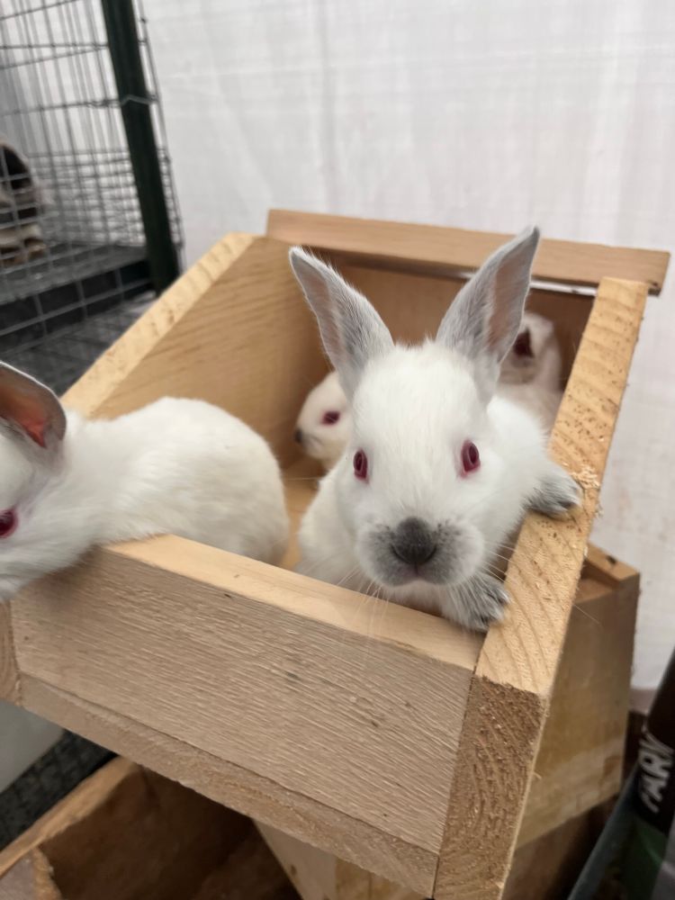 Several Small rabbit kits sitting in a nest wooden nest box. 