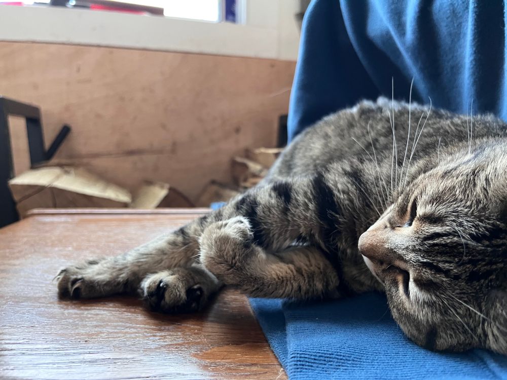 Esme the Tabby cat curling her paw while she sleeps.