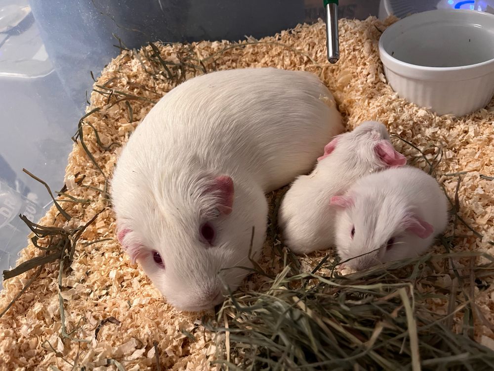 A white American cavy sow laying on shavings next to her two newborn white American offspring. 