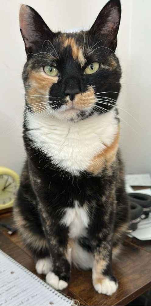 A tortie cat looking at you. 