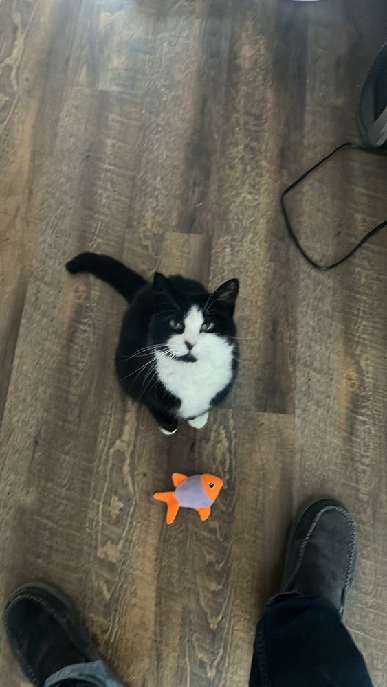Black and white tuxedo cat looking up, standing over a orange toy fish. 