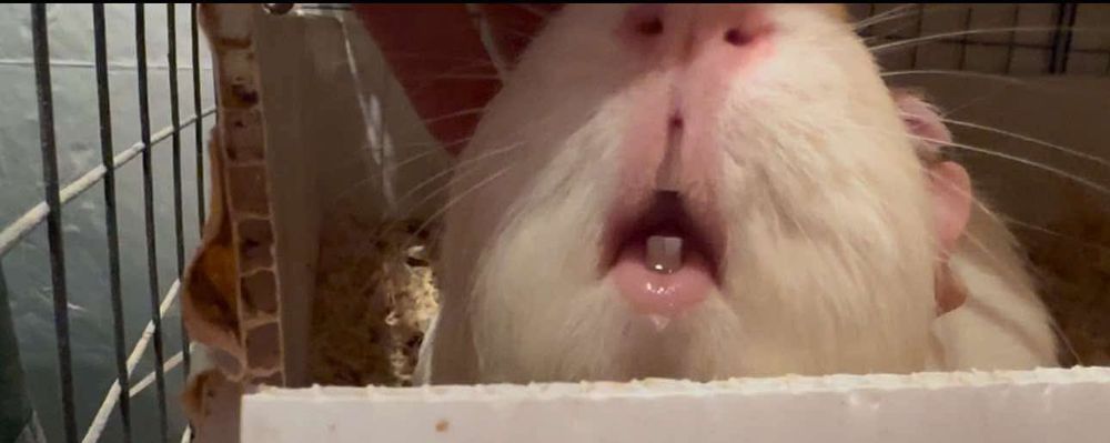 Close up of a white guinea pig, mouth open, with wet lips. 