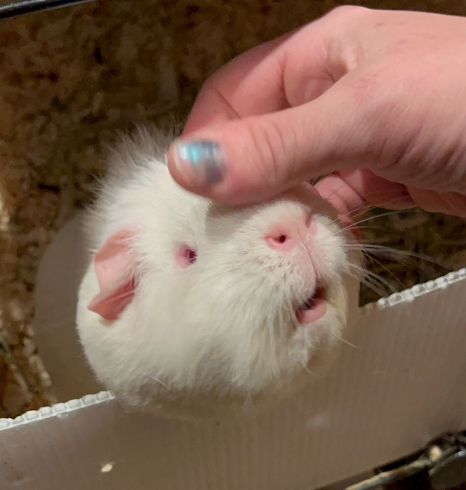 A white guinea pig, being pet on the bridge of its nose, making a very happy face. 
