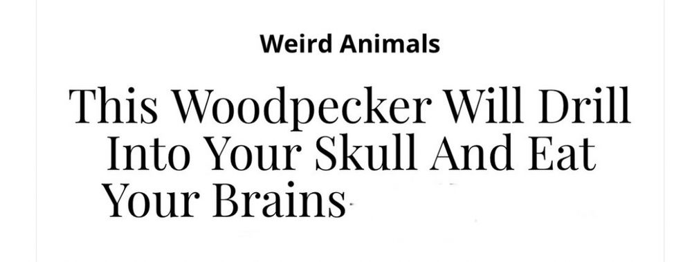 Screen grab of headline reads: Weird Animals
This Woodpecker Will Drill Into Your Skull And Eat Your Brains