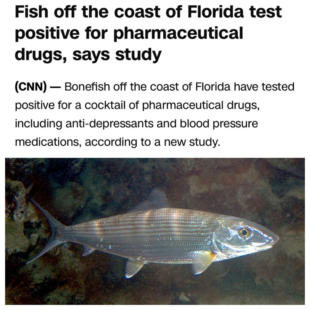 Photo of a bonefish. The headline reads: Fish off the coast of Florida test positive for pharmaceutical drugs, says study
(CNN) - Bonefish off the coast of Florida have tested positive for a cocktail of pharmaceutical drugs, including anti-depressants and blood pressure medications, according to a new study.