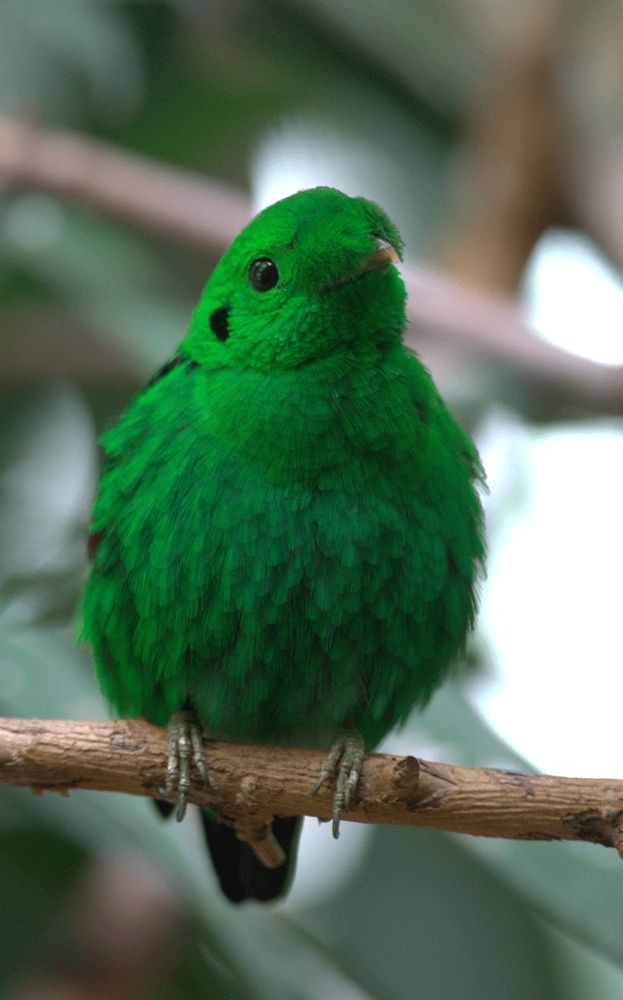 Very green bird on a branch. If he can’t have fun, no one can. 
