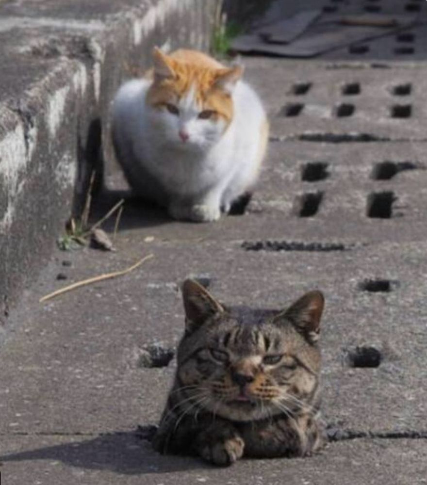 2 cats. The one in front only has his head sticking out of a hole. 