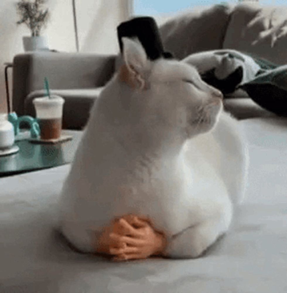 a white cat is sitting on a couch with a toy hand on its feet .