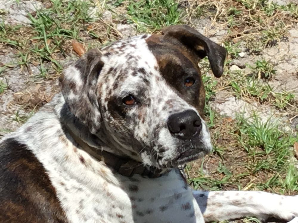 The image shows a medium-sized dog lying on the ground with a mix of grass and dirt in the background. The dog has a short coat with a unique pattern of dark brown and white fur, featuring a speckled and patchy appearance. Its ears are semi-erect, and it gazes directly at the viewer with amber eyes. The lighting suggests a sunny day, emphasizing the texture of the dog's fur and the uneven terrain.