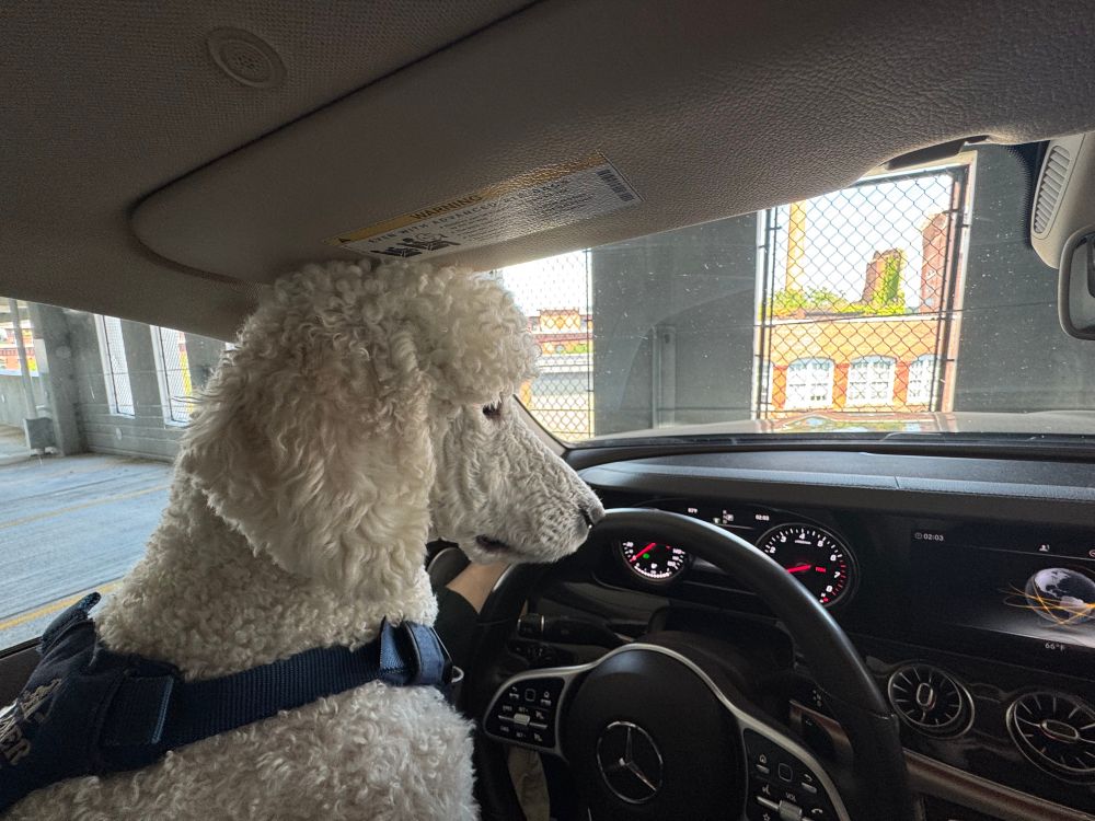 A cream poodle sits perfectly upright as she stares nervously over the steering wheel of a Mercedes. She wears a dark blue harness for safety and leashes.