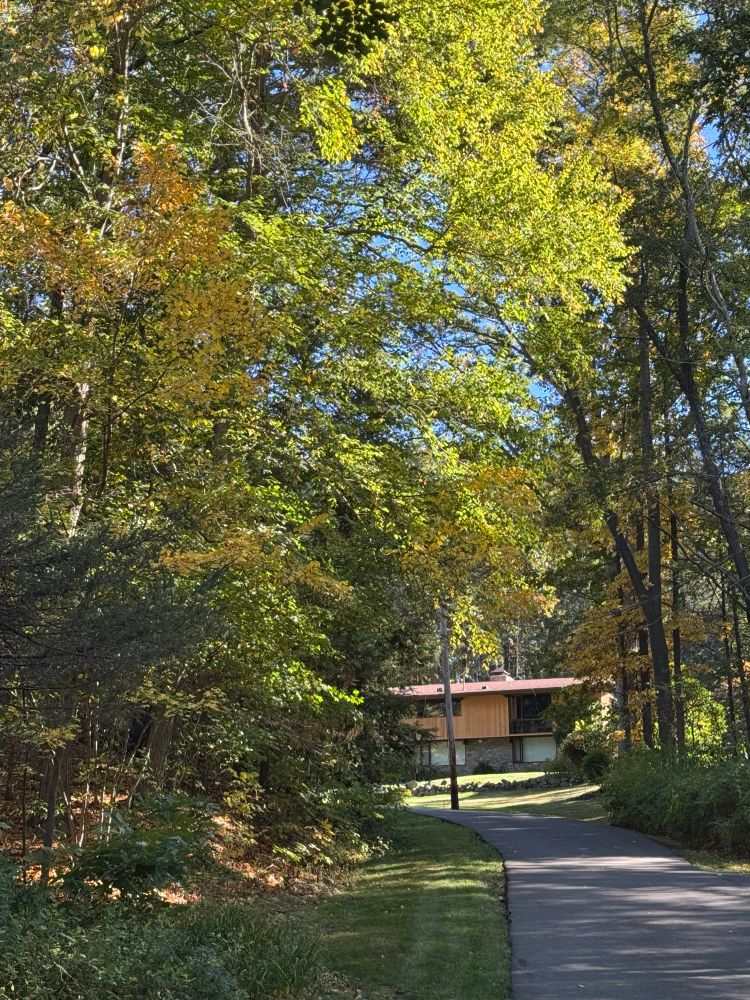 Looking up at a deck house through a tunnel of autumnal gold and pale green trees up a long driveway. 