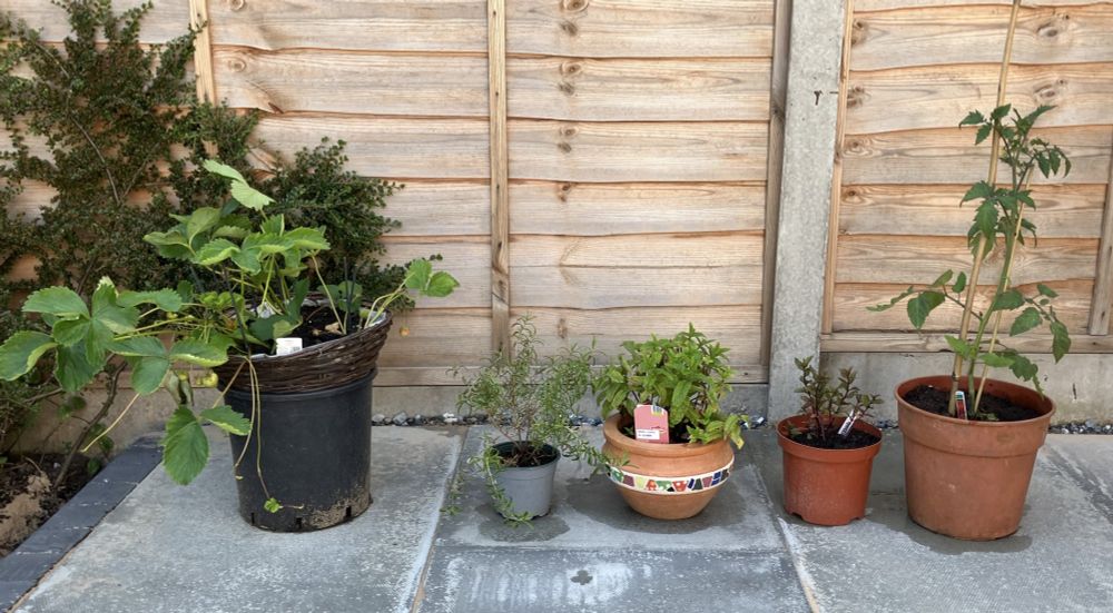 five plants: strawberry / more rosemary / mint / black peppermint / tomato